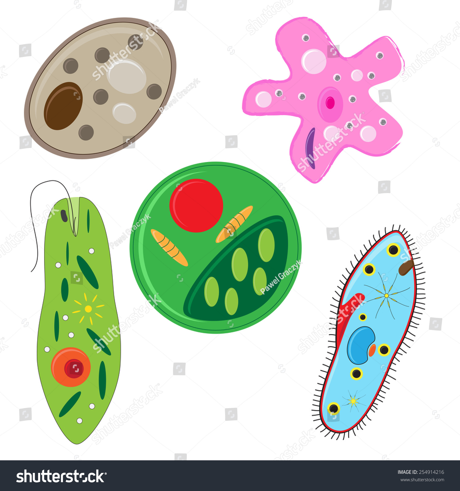 vector illustration unicellulars schemes set algae Stock Vector ...