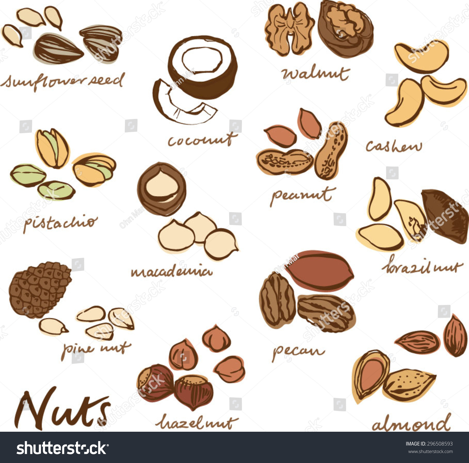 Vector Illustration Of Various Nut Set - 296508593 : Shutterstock