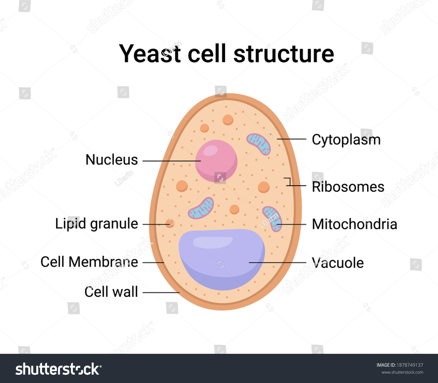 The Cell Structure Of Yeast With Diagram 