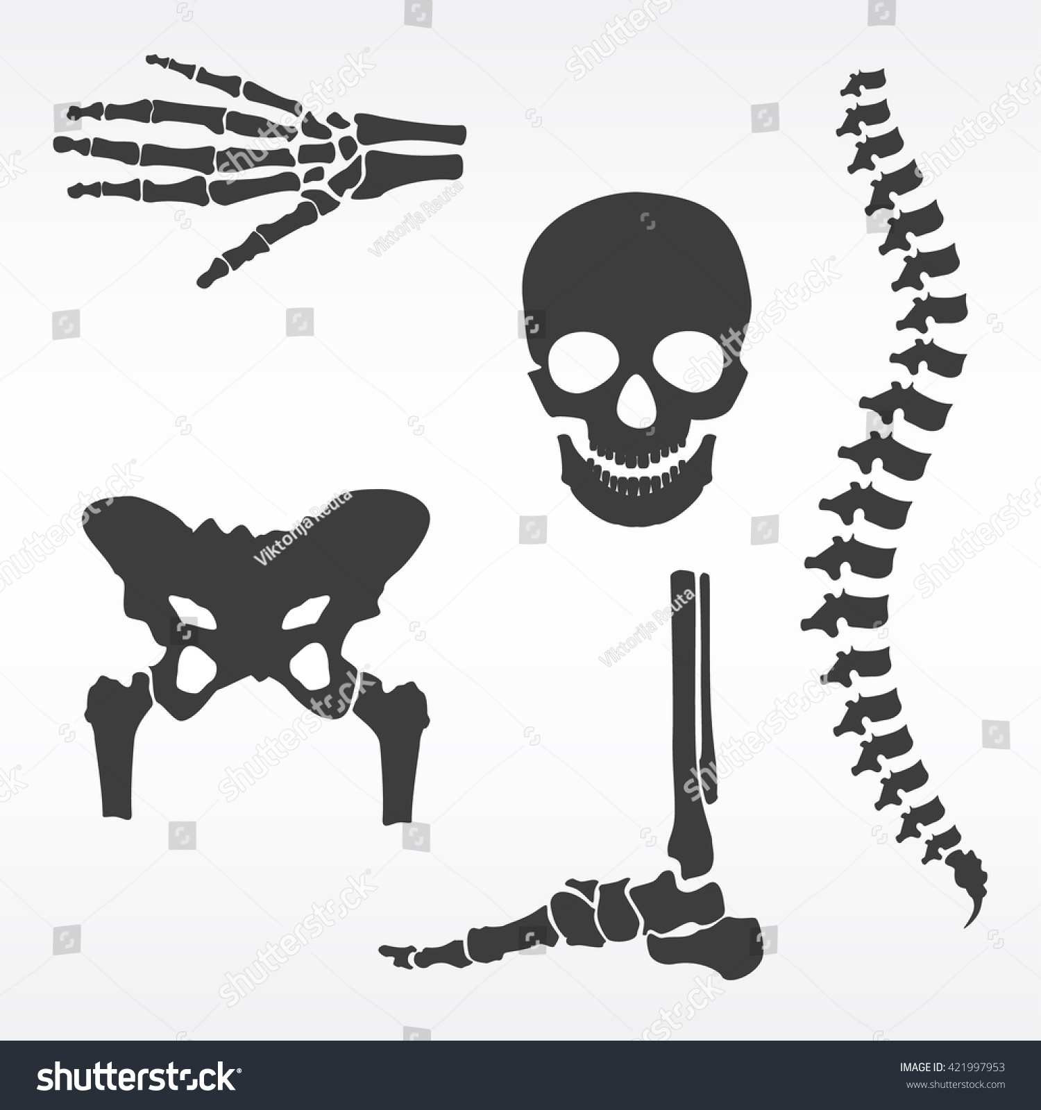 Vector Illustration Parts Of Human Skeleton. Human Joints Vector Set ...