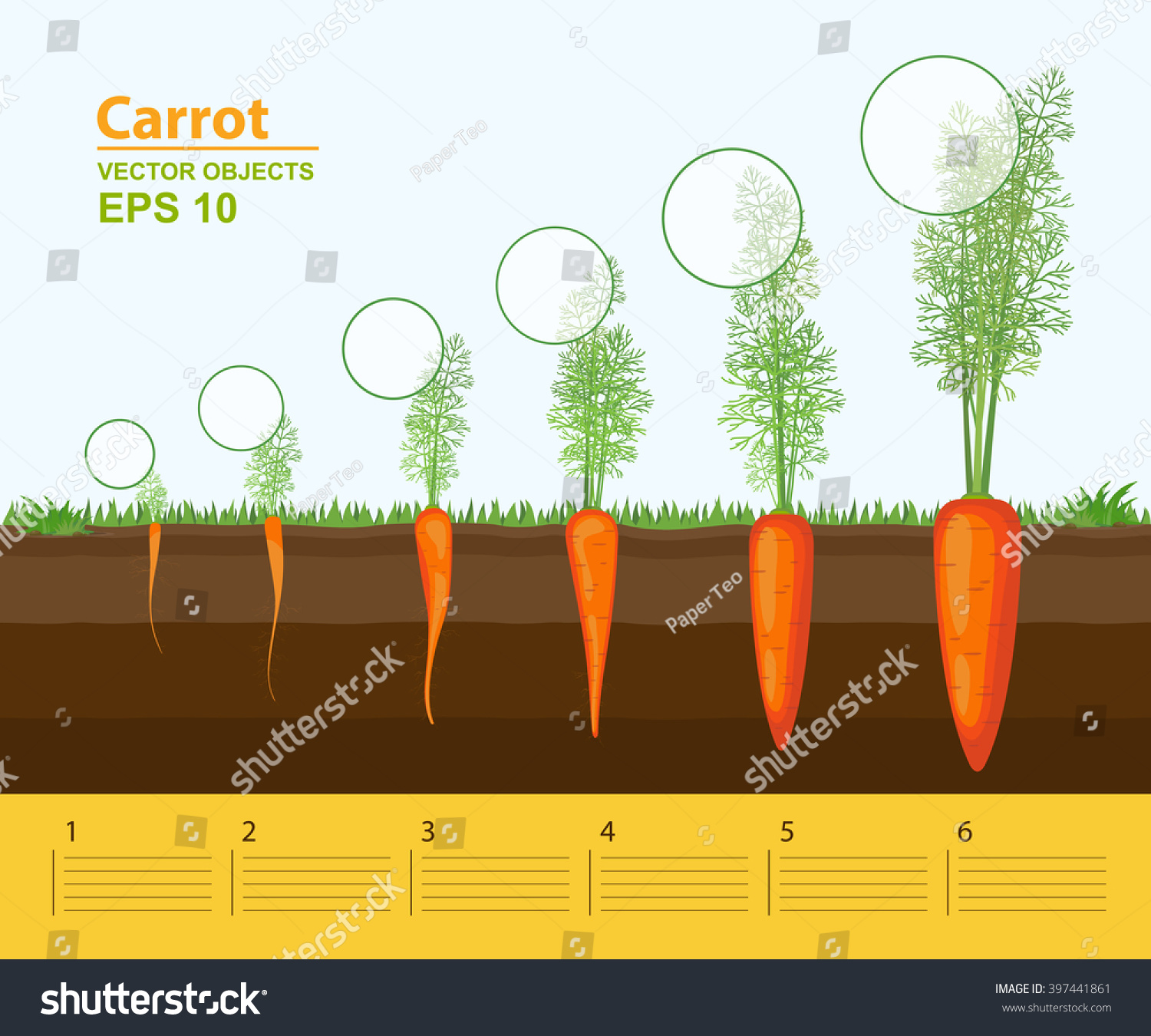 Vector Illustration Phases Growth Carrot Garden Stock Vector 397441861 ...