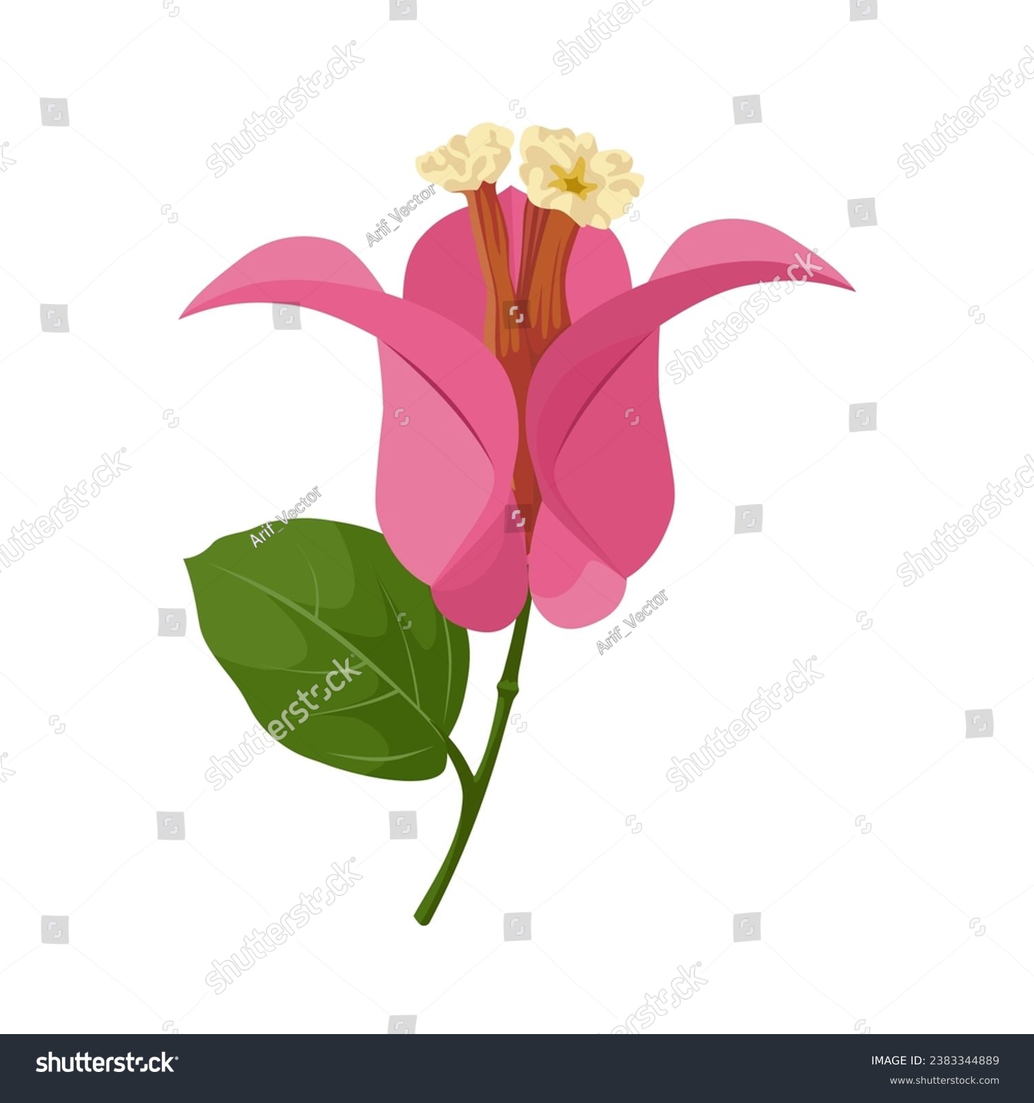SVG of Vector illustration, pink bougainvillea flower, isolated on white background. svg
