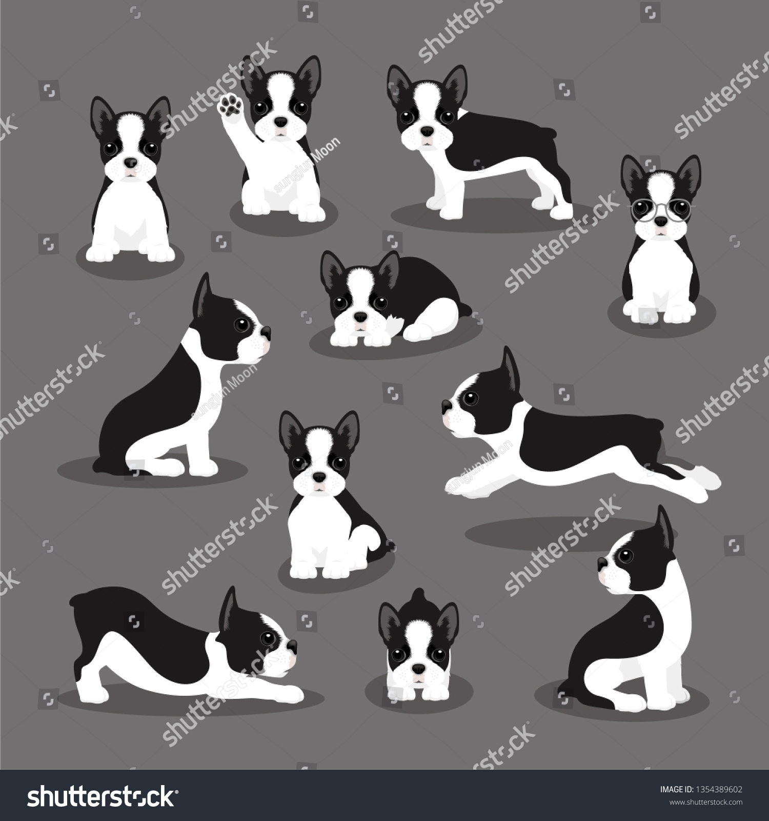 異なるポーズのボストンテリア犬のベクターイラストセット 現代のフラットスタイルのかわいい子犬 動物のキャラクタデザインを背景に分離 のベクター画像素材 ロイヤリティフリー