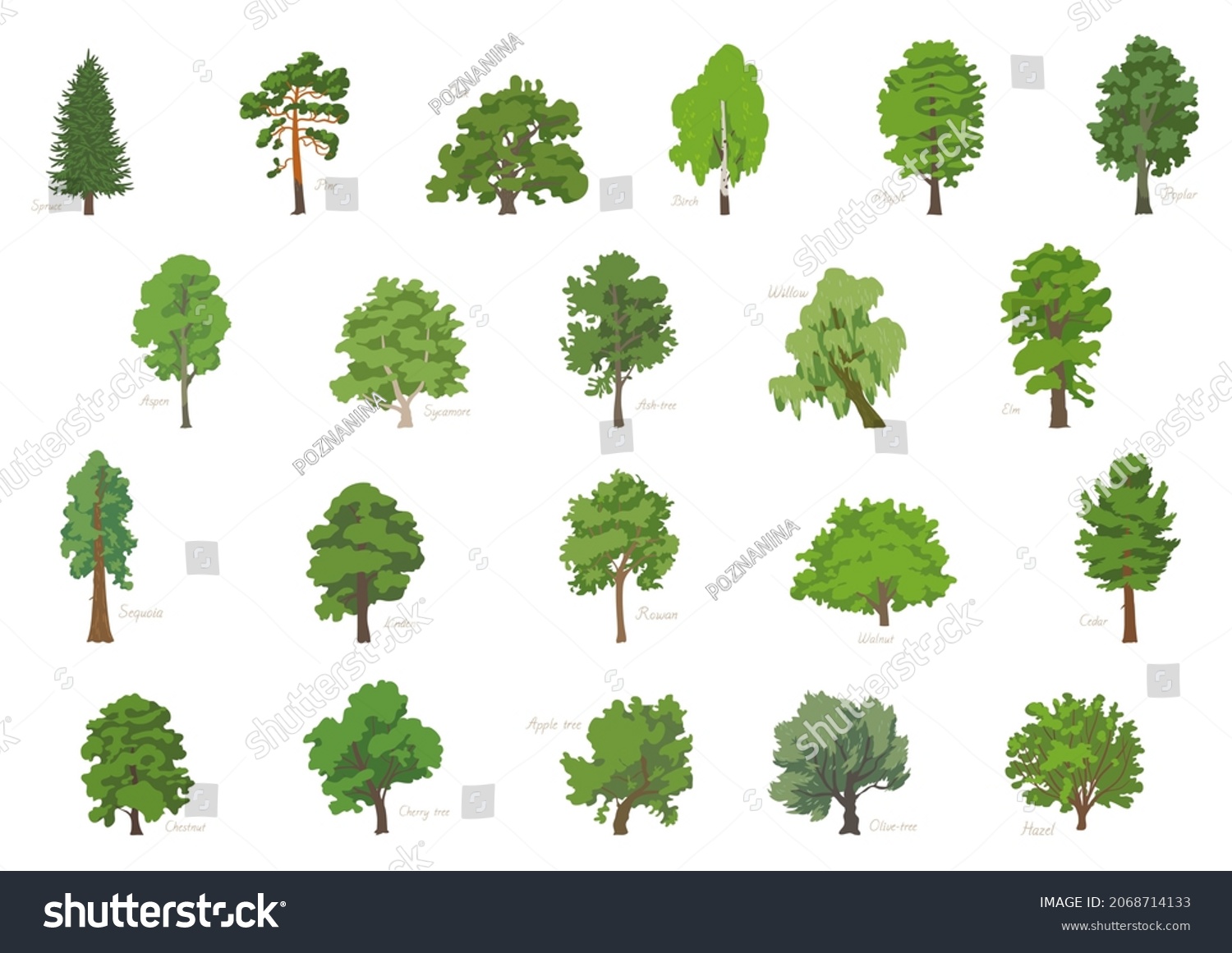 SVG of Vector illustration set of different kinds of trees with its names. svg