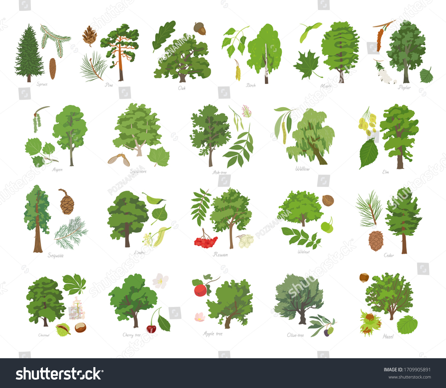 SVG of Vector illustration set of different kinds of trees with its parts and names. svg