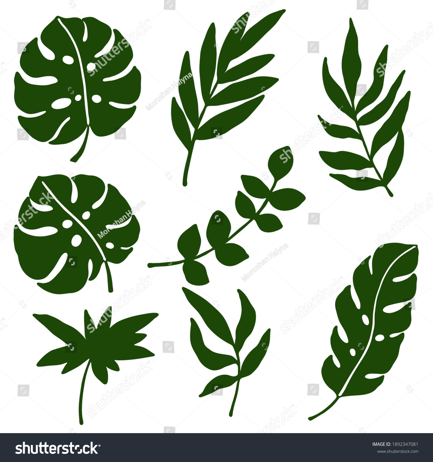 Vector Illustration Set Drawings Tropical Leaves Stock Vector Royalty Free 1892347081 3317