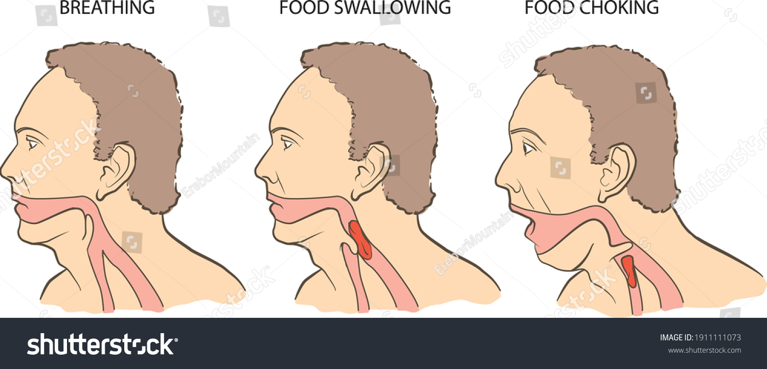 Vector Illustration Showing Where Food Goes Stock Vector (Royalty Free ...