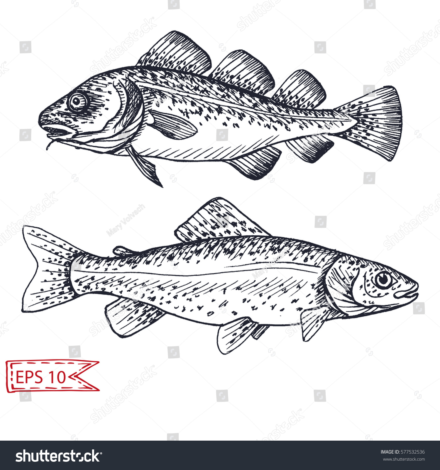 Vector Illustration Sketch Salmon Trout Stock Vector (Royalty Free ...