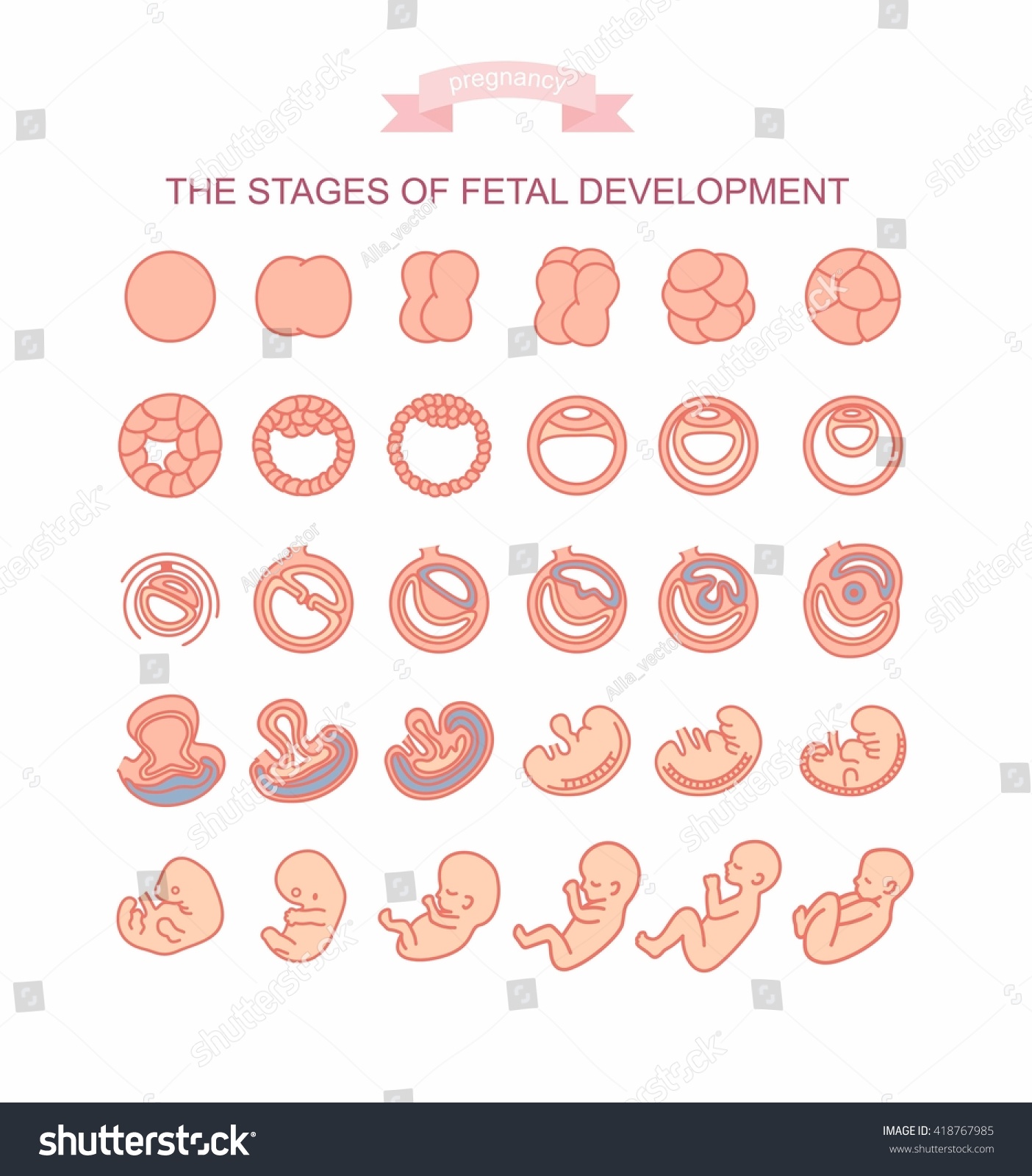 Vector Illustration Stages Fetal Development Isolated Stock Vector Royalty Free 418767985