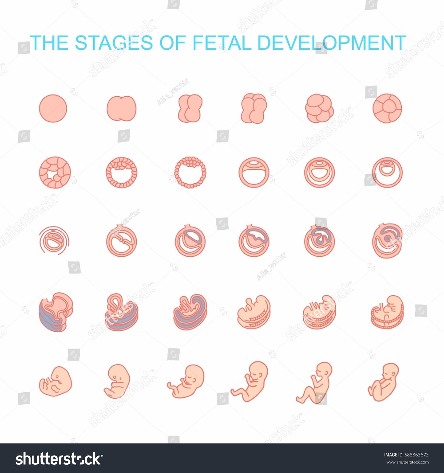 Vector Illustration Stages Fetal Development Isolated Vetor Stock 