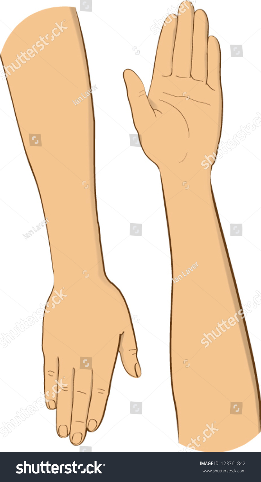 Vector Illustration Two Arms Hands Stock Vector 123761842 - Shutterstock