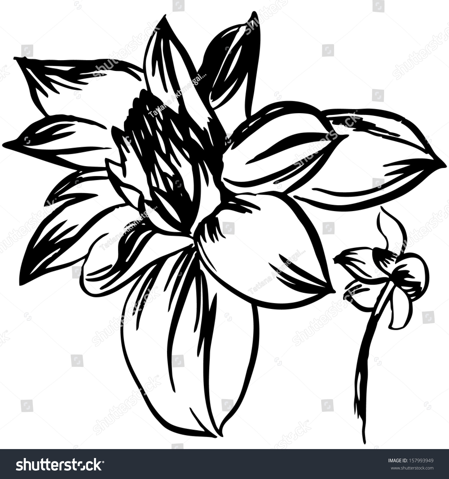 Vector Illustration Flowers Black White Stock Vector 157993949 ...