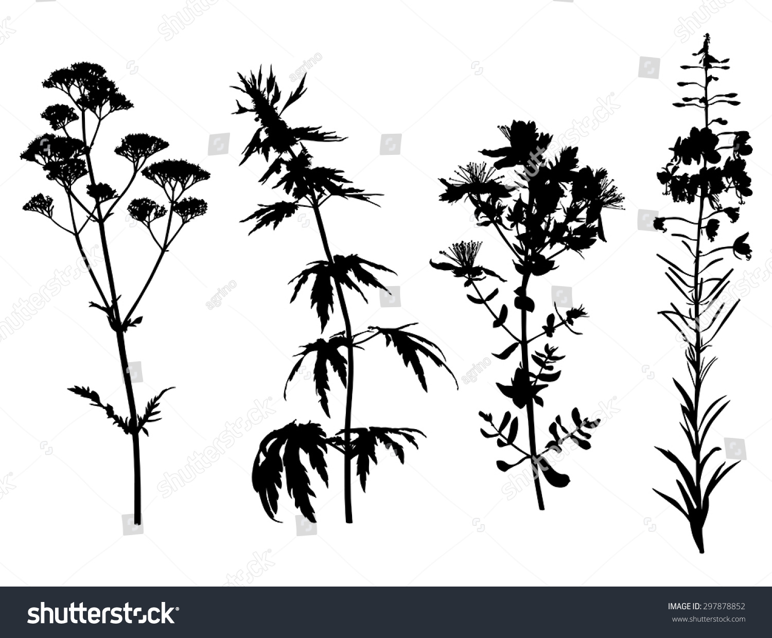 Vector Illustrations Medicinal Herbals Flower Silhouette Stock Vector ...