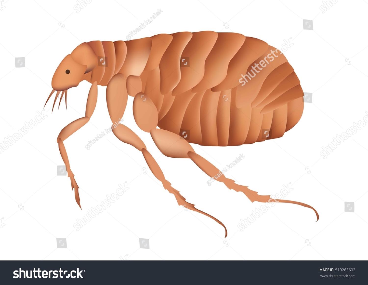 Vector Image Cartoon Brown Flea Stock Vector (Royalty Free) 519263602