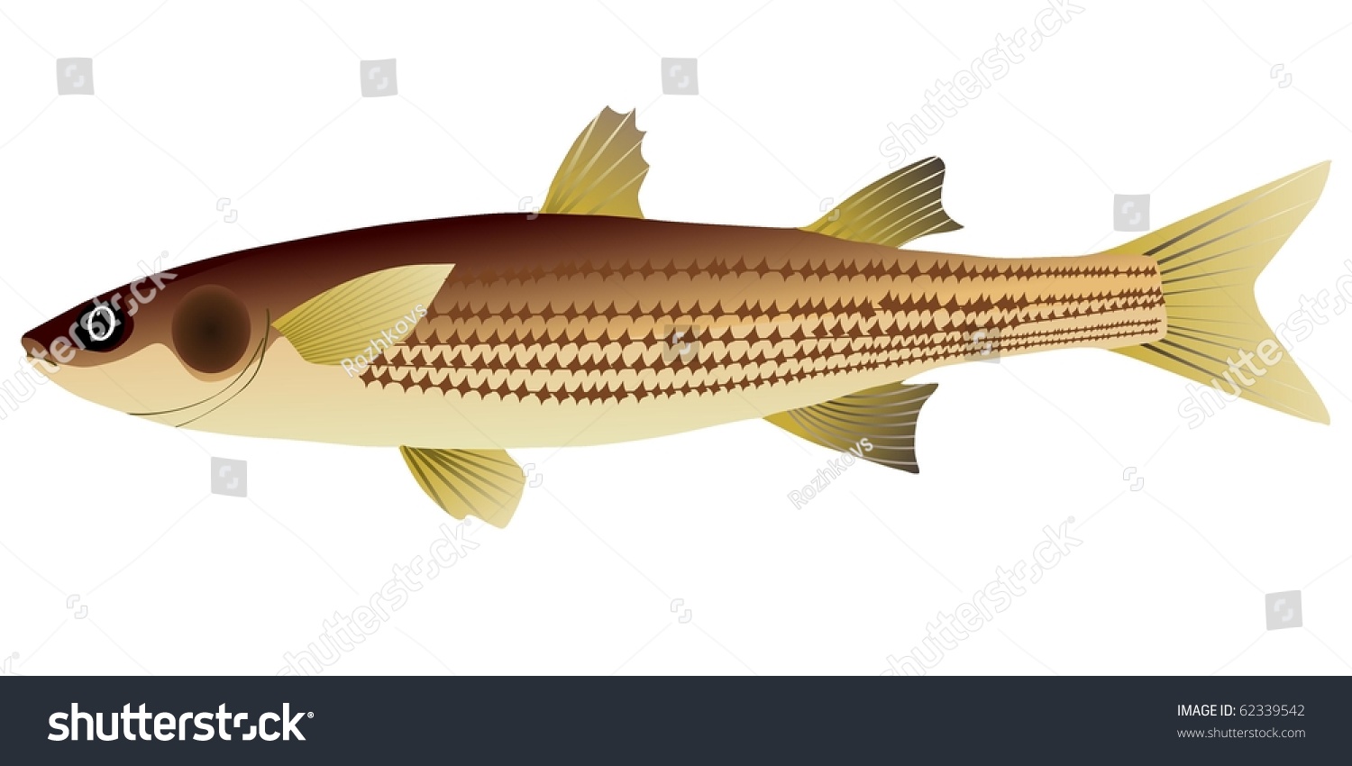 brown fish with yellow fins, side view clip art preview