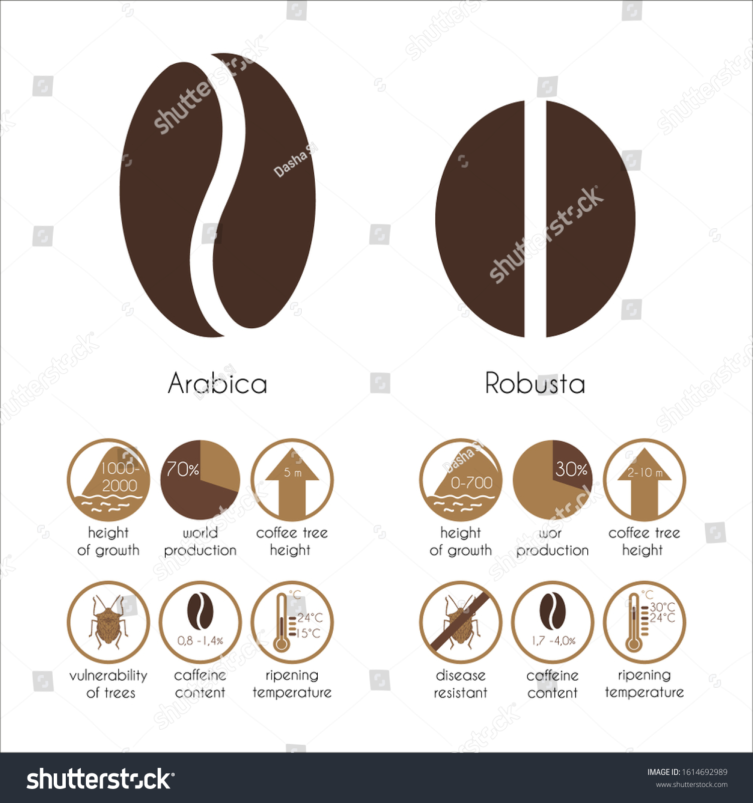 Vector Info Graphics Coffee Varieties Arabica Stock Vector Royalty Free 1614692989