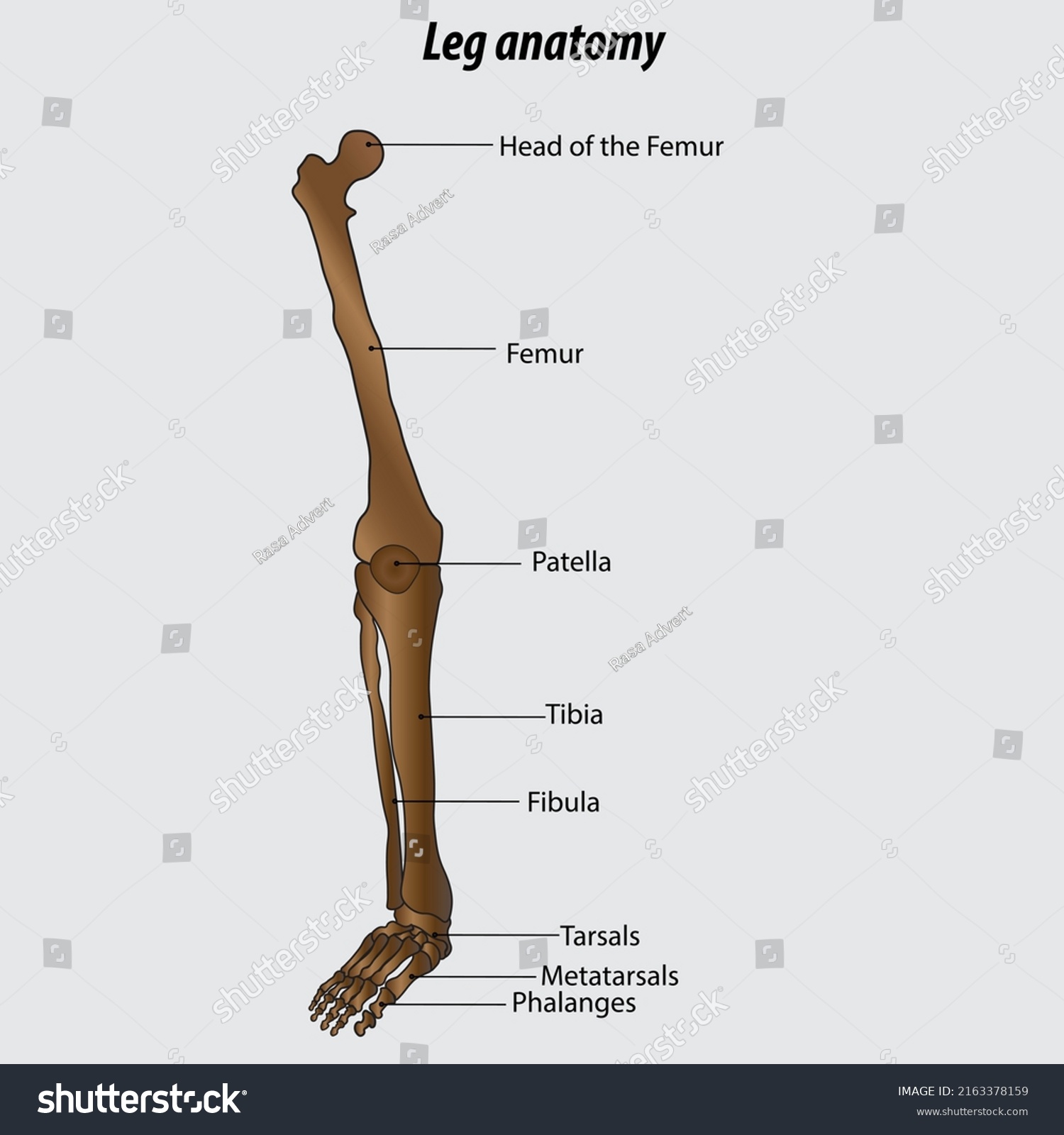 Vector Infographic Drawing Human Leg Human Stock Vector (Royalty Free ...