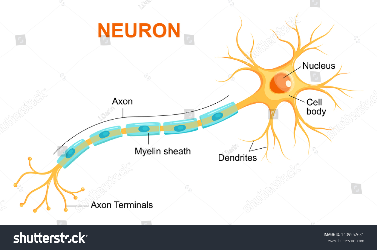 SVG of Vector infographic of neuron anatomy.   Axon, myelin sheat, dendrites, cell body, nucleus. svg