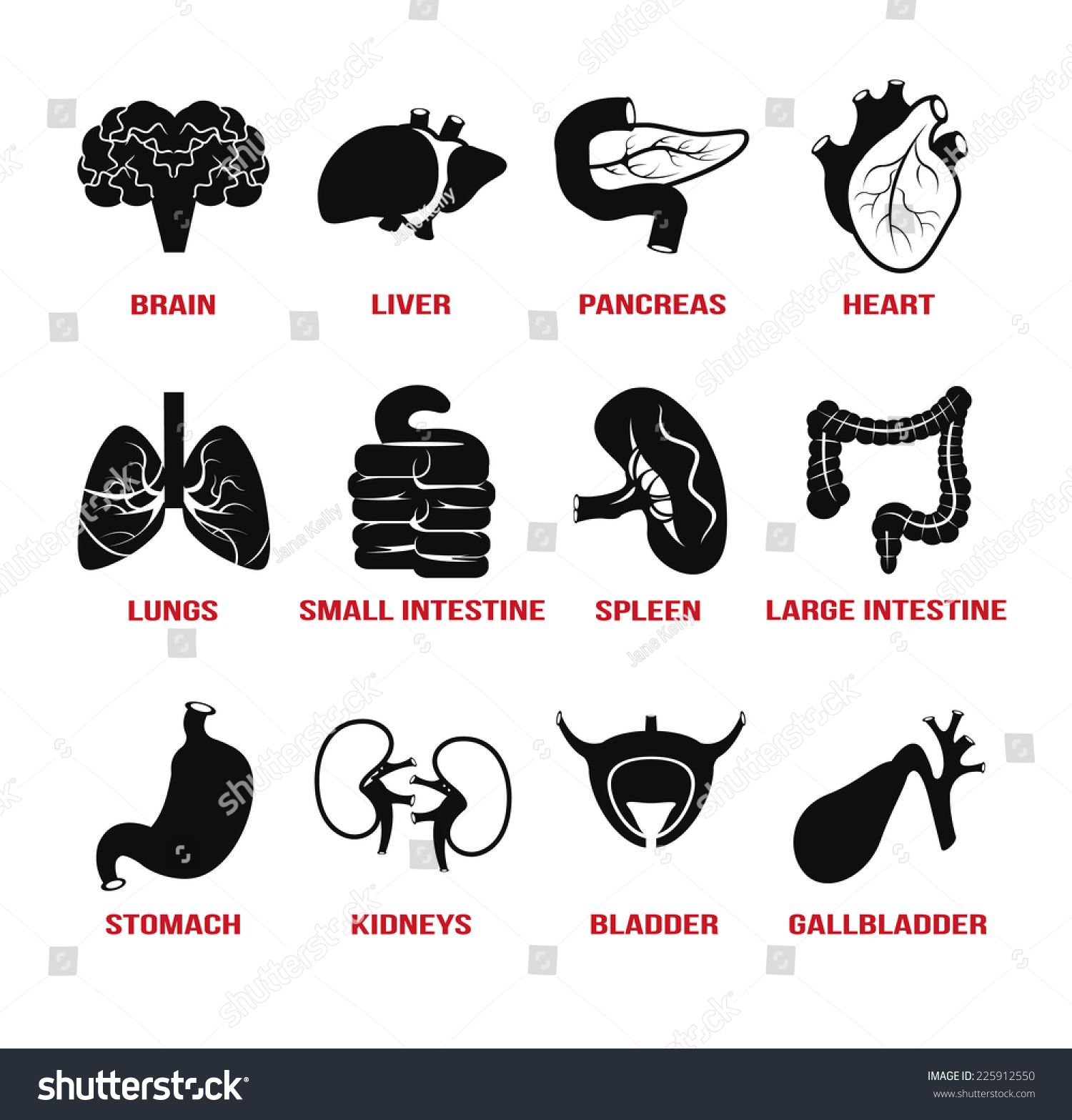 Vector Internal Human Organs Icons Set. Set Of Flat Illustrations ...