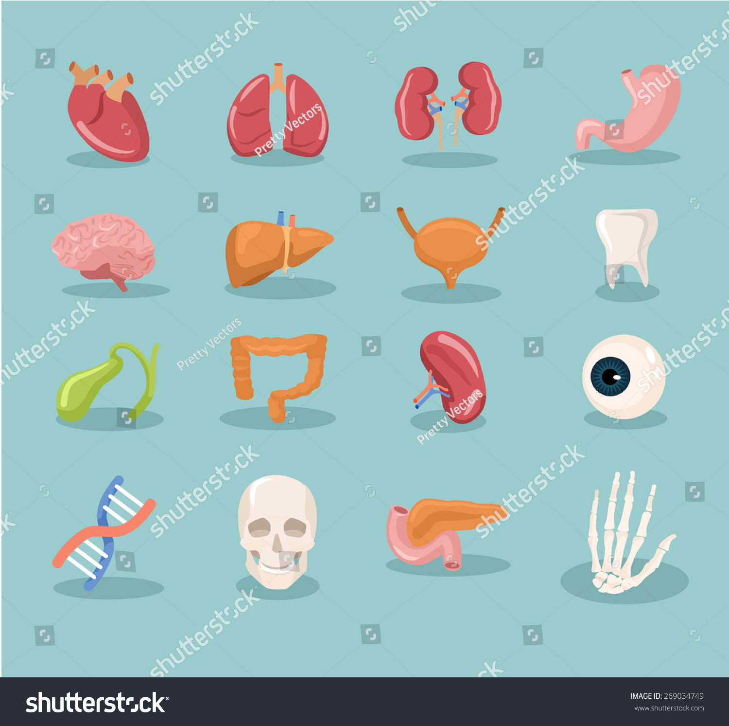 Vector Internal Organs Cartoon Icon Set - 269034749 : Shutterstock