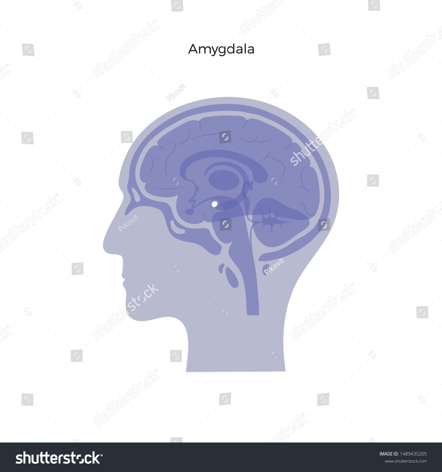 SVG of Vector isolated illustration of Amygdala in man head. Human brain components detailed anatomy. Medical infographics for poster, educational, science and medical use. Sagittal view of the brain svg