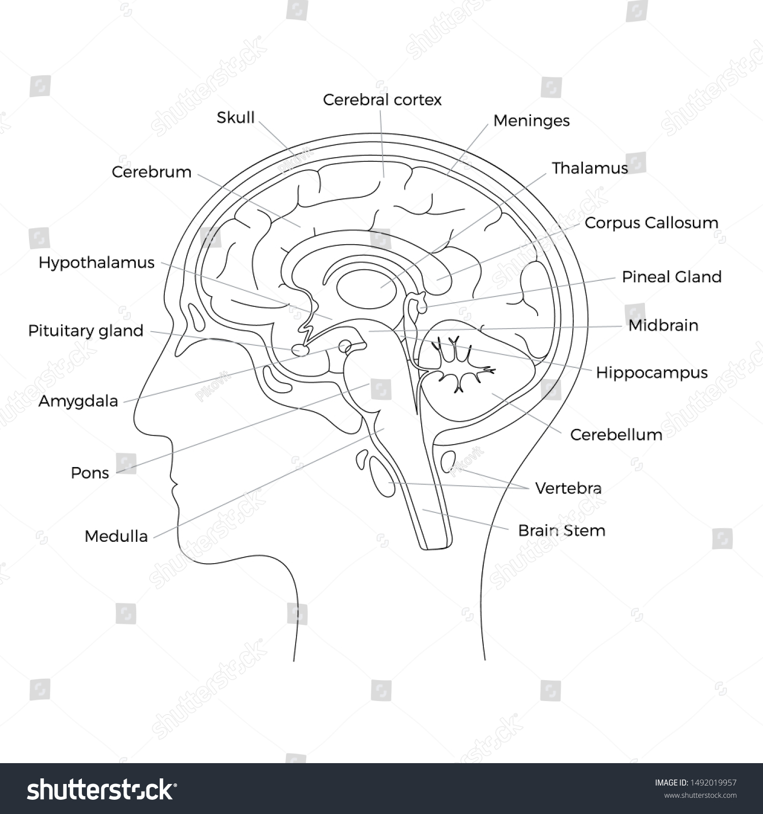 SVG of Vector isolated illustration of brain components in man head. Human brain detailed anatomy. Medical infographics for poster, educational, science and medical use. Sagittal view of the brain svg