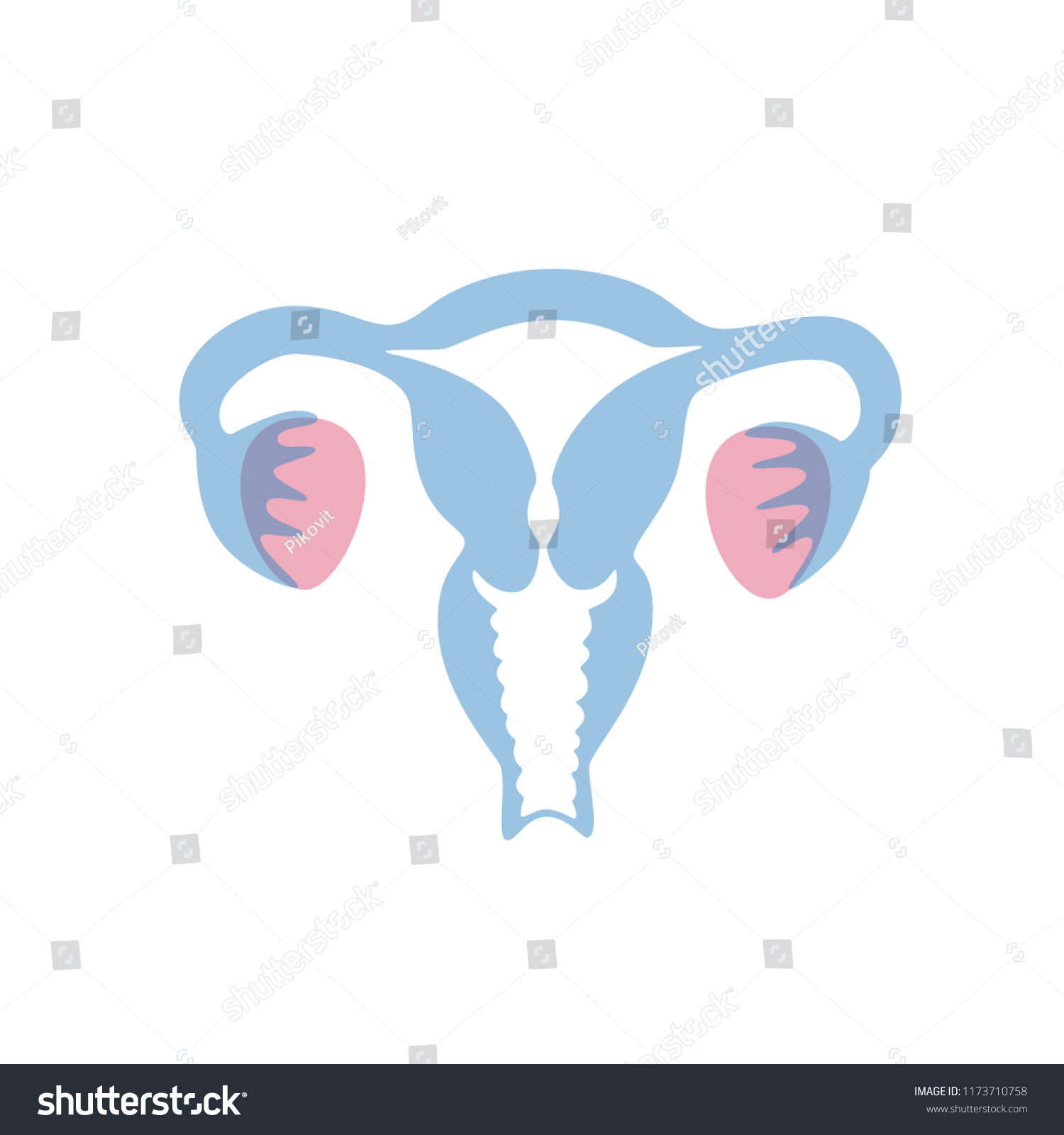 Vector Isolated Illustration Female Reproductive System เวกเตอร์สต็อก