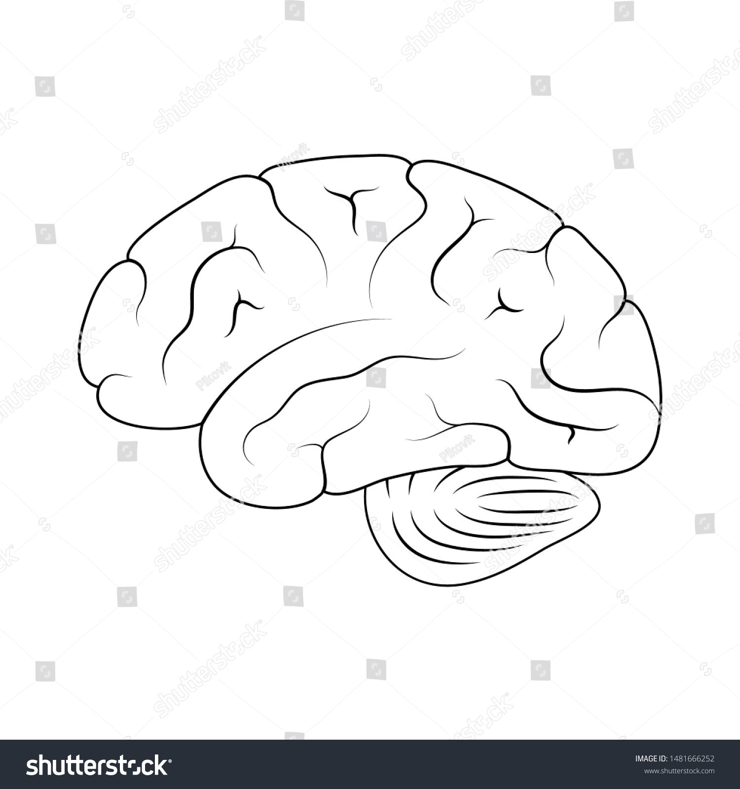 Vector Isolated Illustration Human Brain Anatomy เวกเตอร์สต็อก ปลอดค่าลิขสิทธิ์ 1481666252 3904