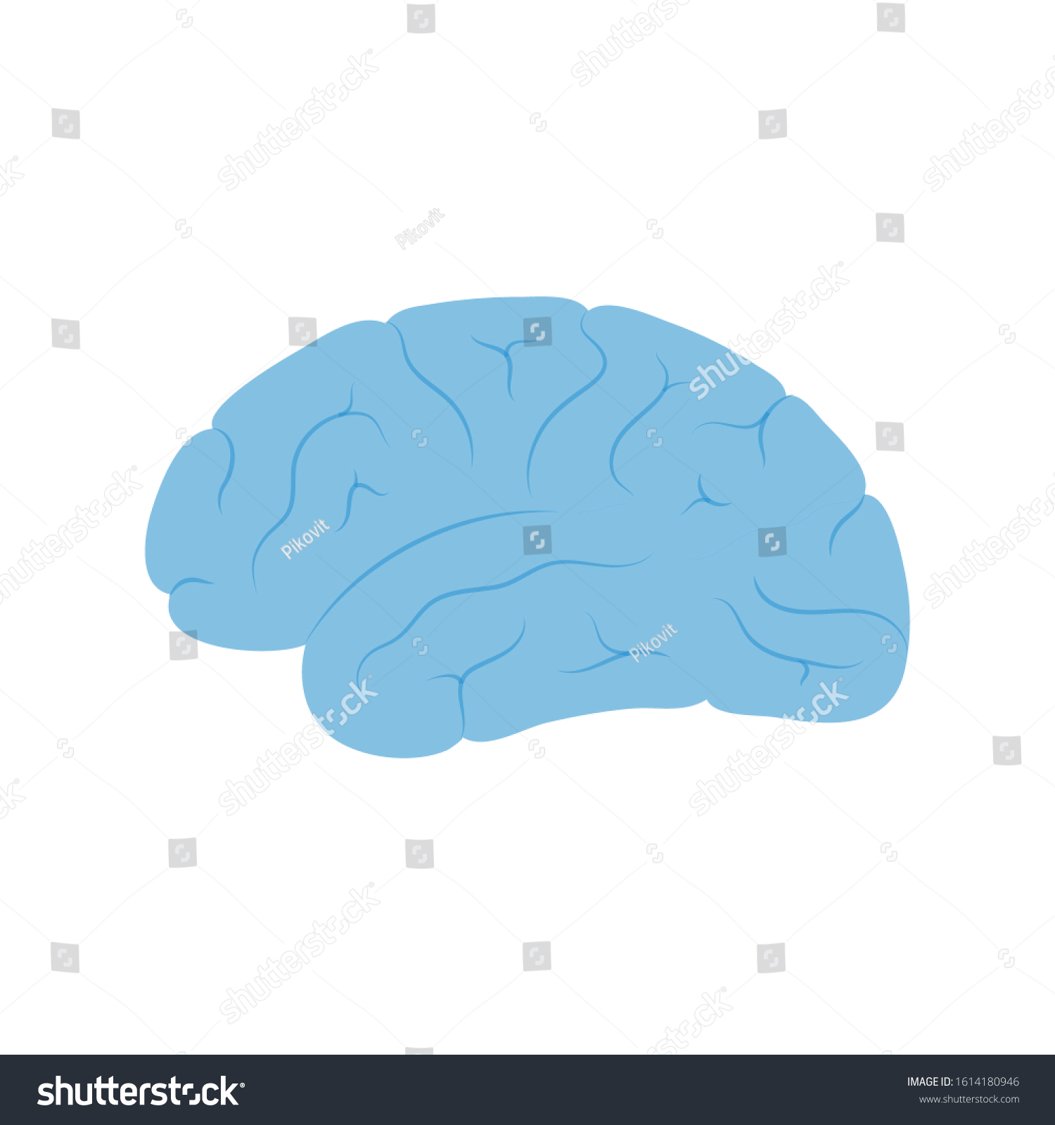 Vector Isolated Illustration Human Brain Anatomy Stock Vector Royalty Vector Isolated Illustration Human Brain Anatomy Stock Vector Royalty