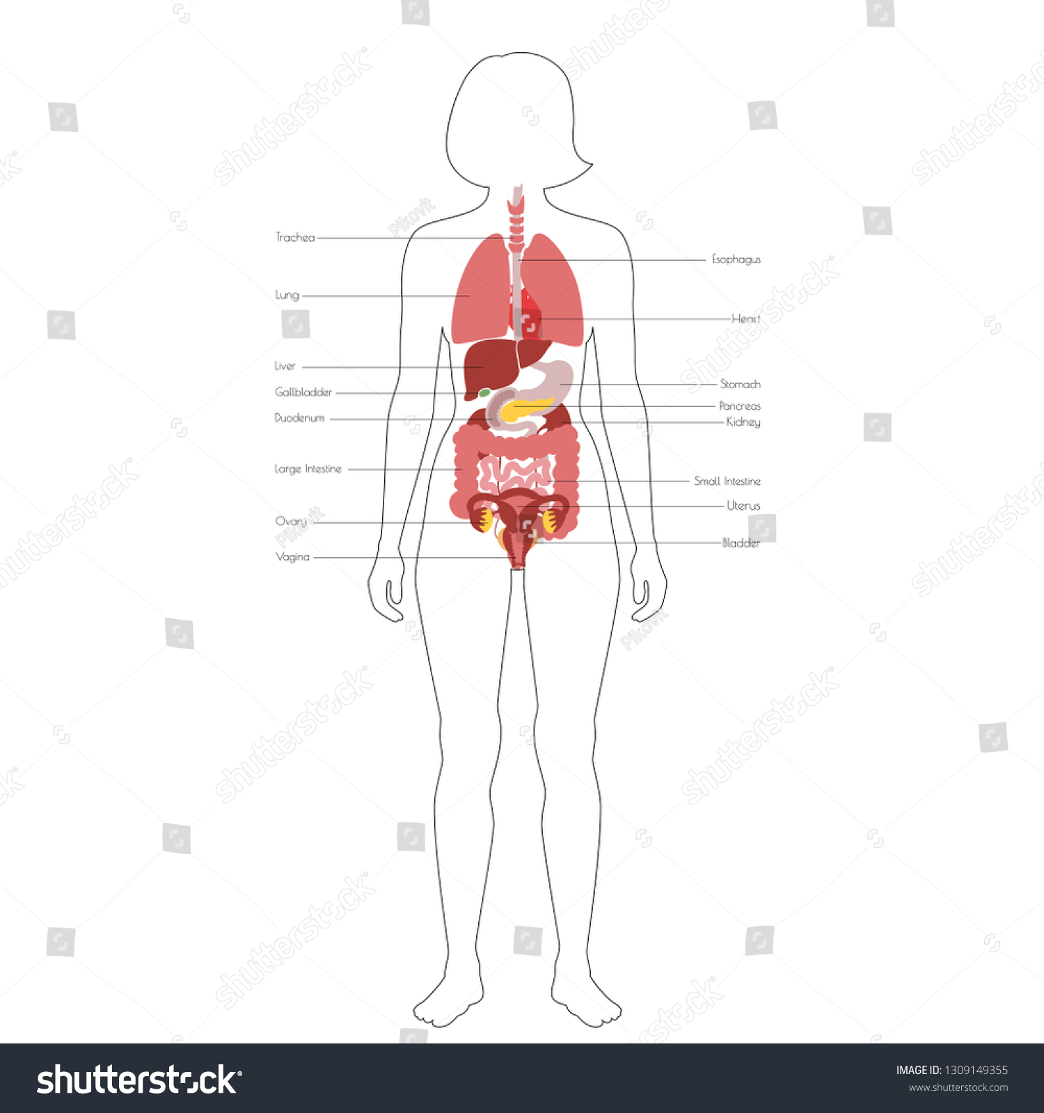 Internal Female Human Anatomy - The Female Reproductive System