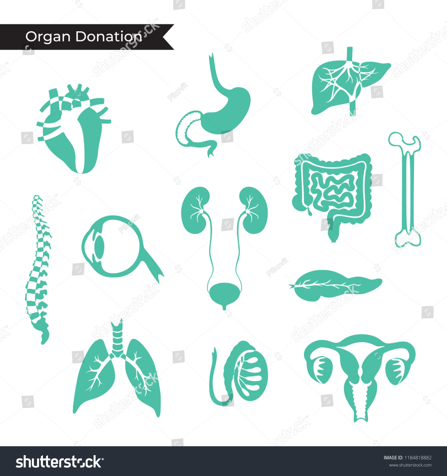 Vector Isolated Illustration Human Organs Transplantation Stok Vektör ...