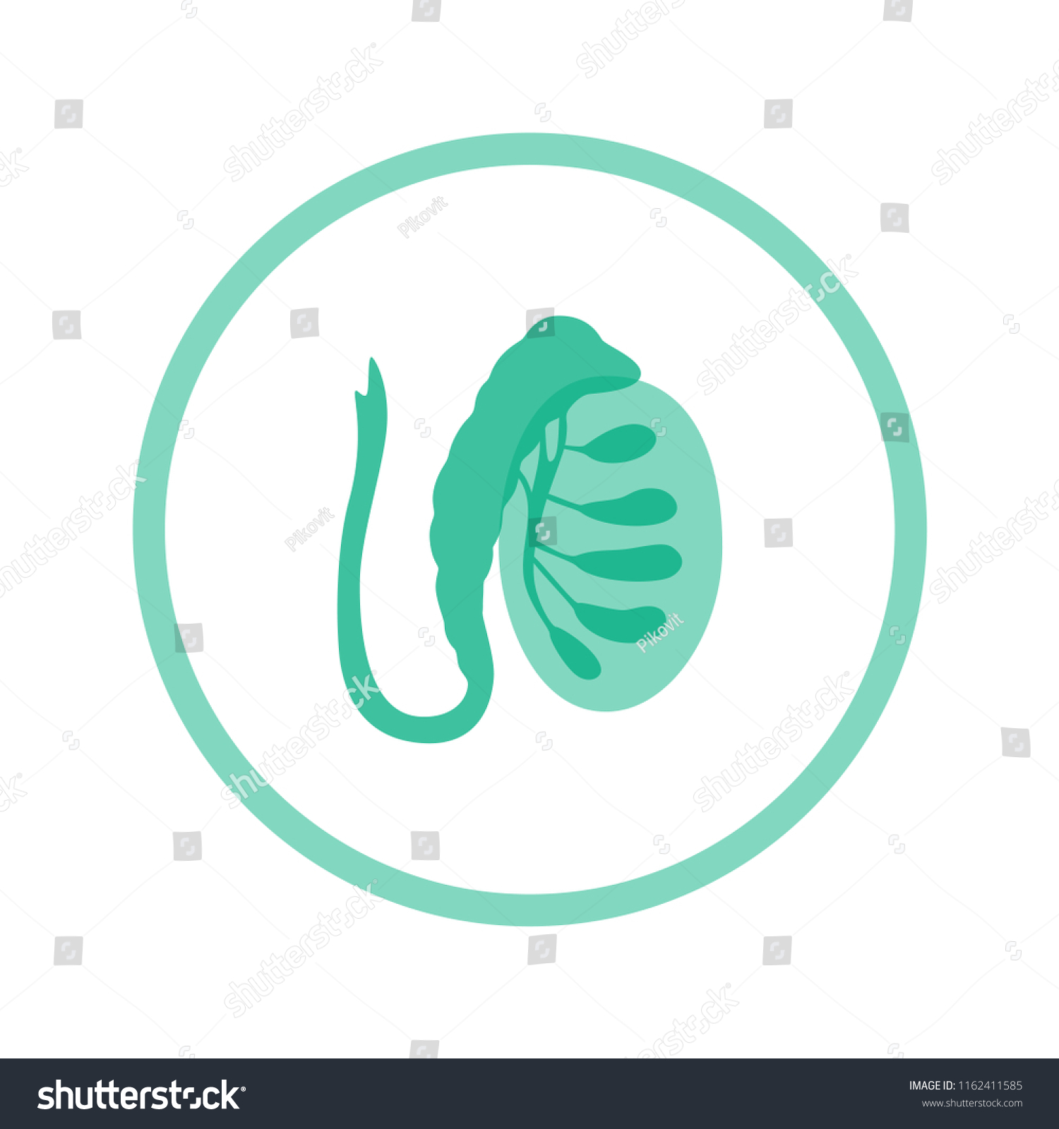 Vector Isolated Illustration Male Reproductive System Stock Vector Royalty Free 1162411585 