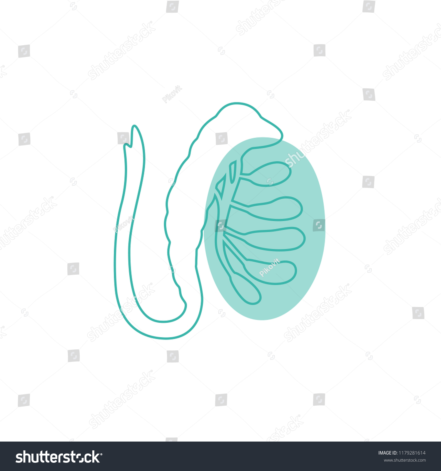 Vector Isolated Illustration Male Reproductive System Stock Vector Royalty Free 1179281614 