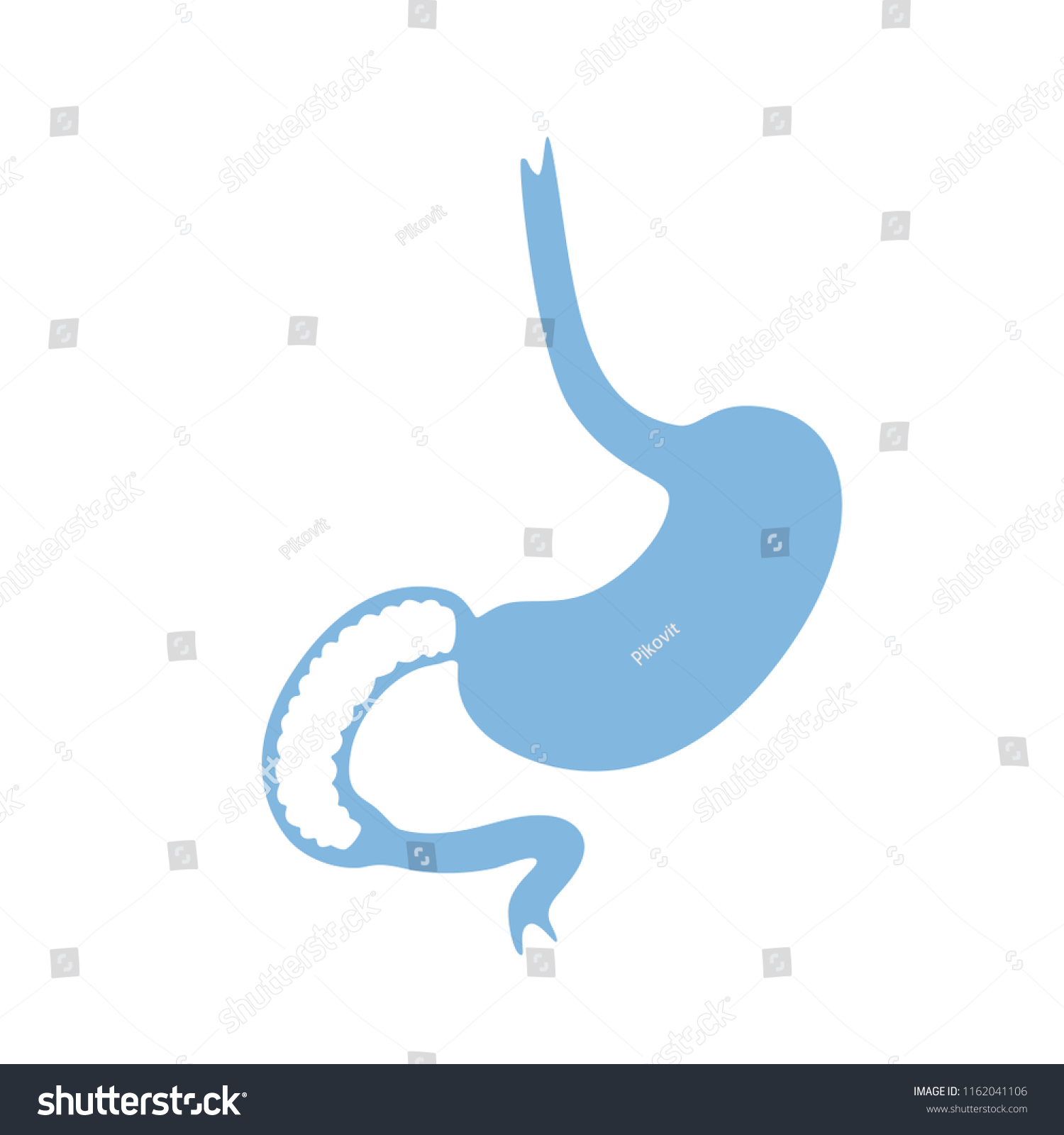 Vector Isolated Illustration Stomach Anatomy Human Stock Vector ...