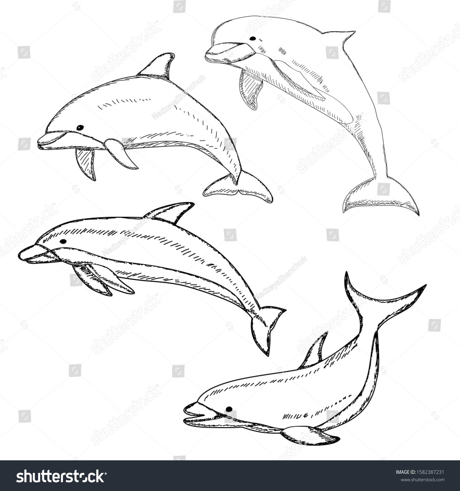 Vector Isolated Marine Dolphin Sketch Lines Stock Vector (Royalty Free ...