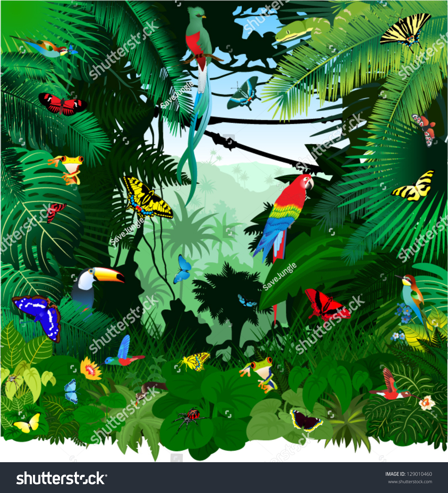 Vector Jungle Rainforest Frog Toucan Quetzal Stock Vector (Royalty Free ...