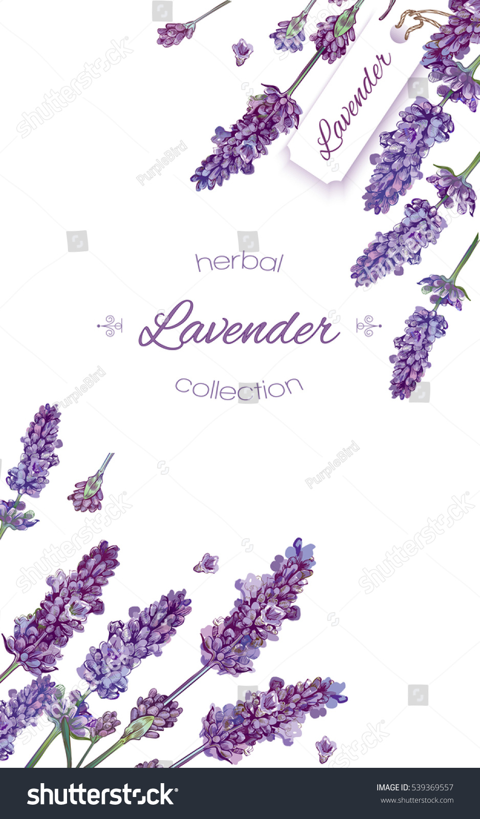 Vector Lavender Flower Elegant Banner On Stock Vector (Royalty Free ...