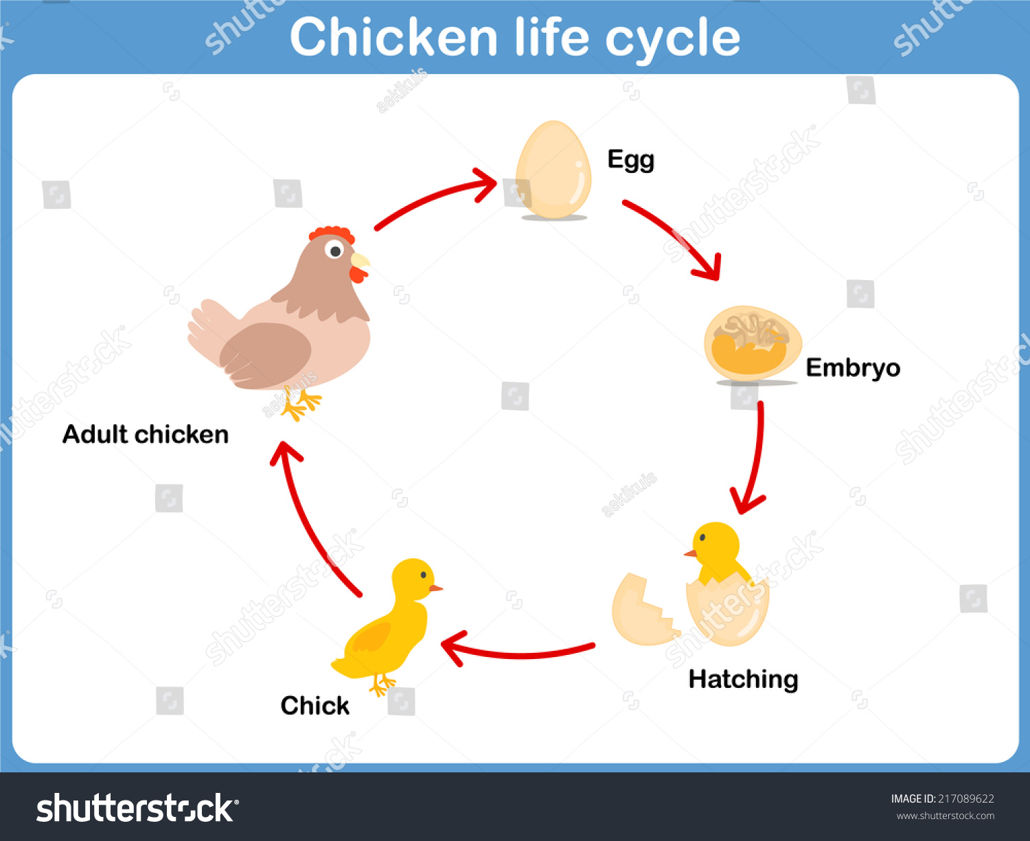 Chicken Life Cycle Clip Art