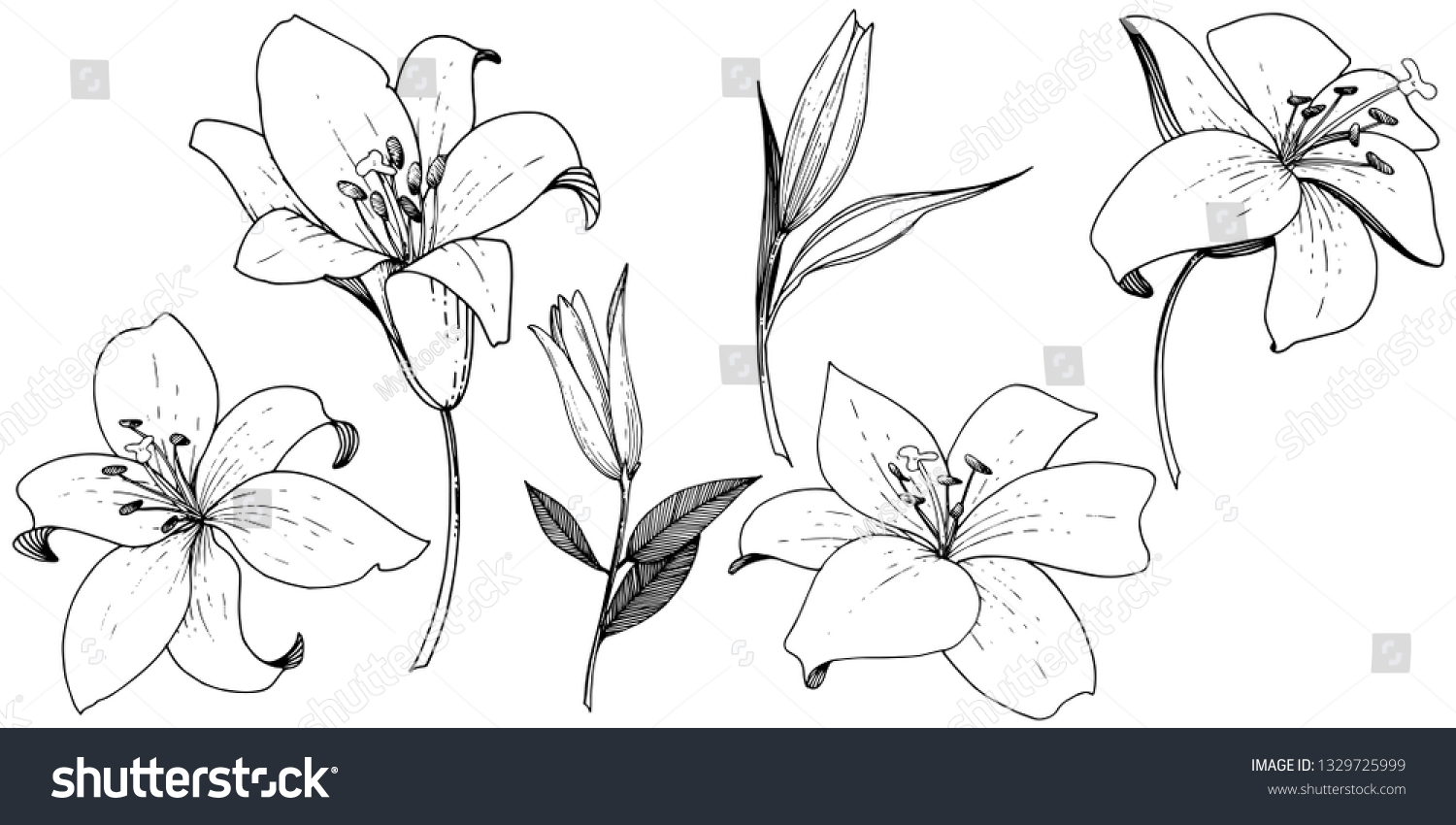 22,231 Outline lily Images, Stock Photos & Vectors | Shutterstock