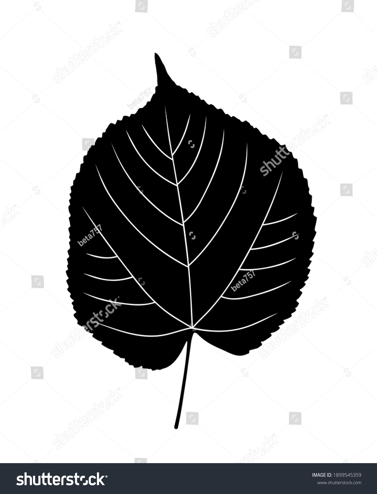 Vector Linden Tree Tilia Leaf Silhouette Stock Vector (Royalty Free ...