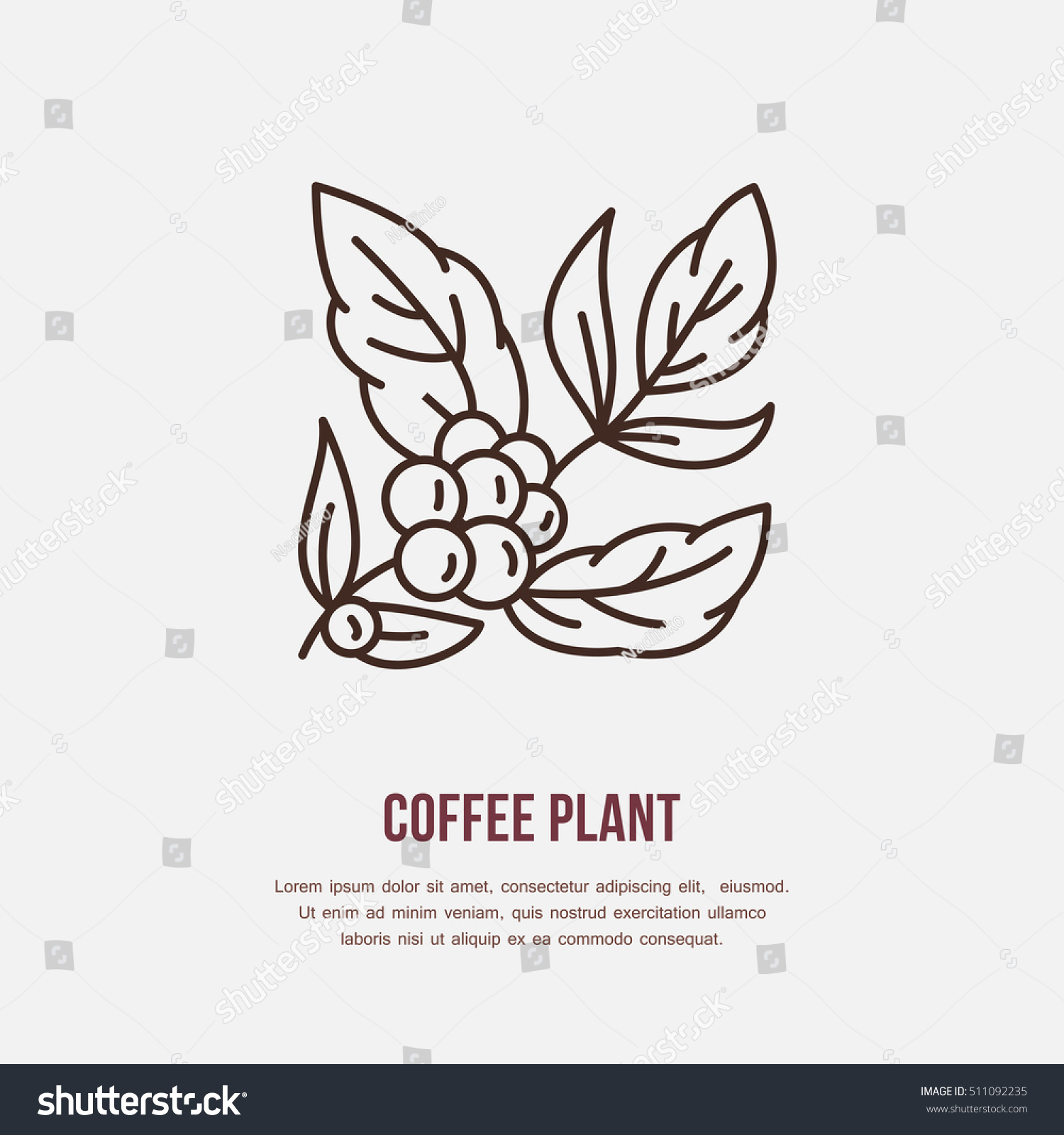 Vector Line Icon Coffee Tree Coffee Stock Vector 511092235 