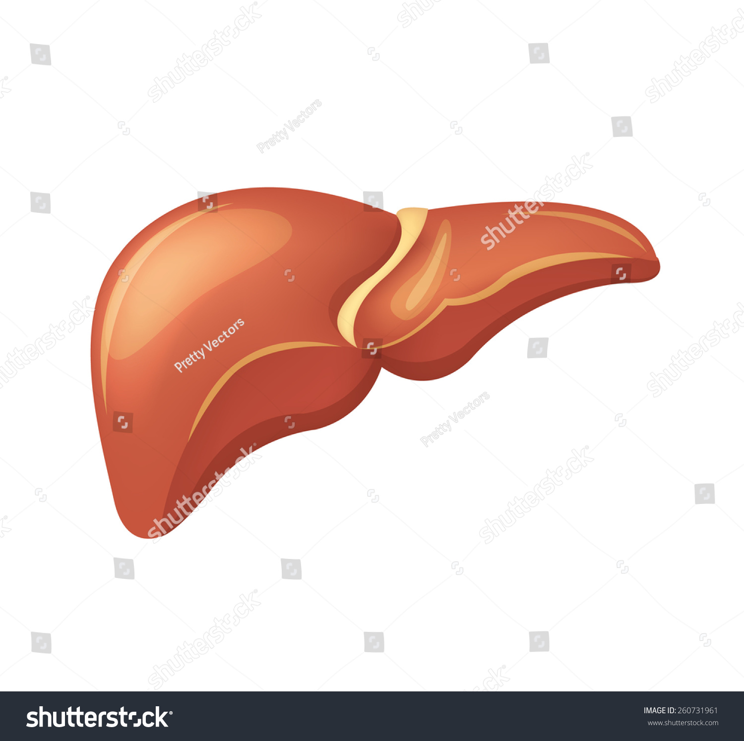 Vector Liver Illustration - 260731961 : Shutterstock