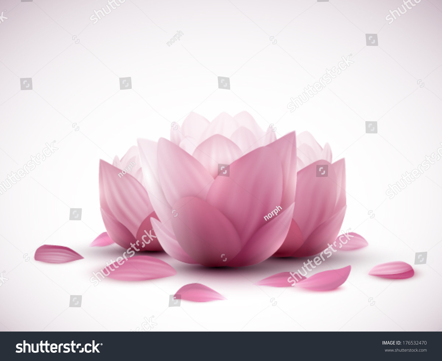Vector Lotus Flowers Stock Vector 176532470 - Shutterstock