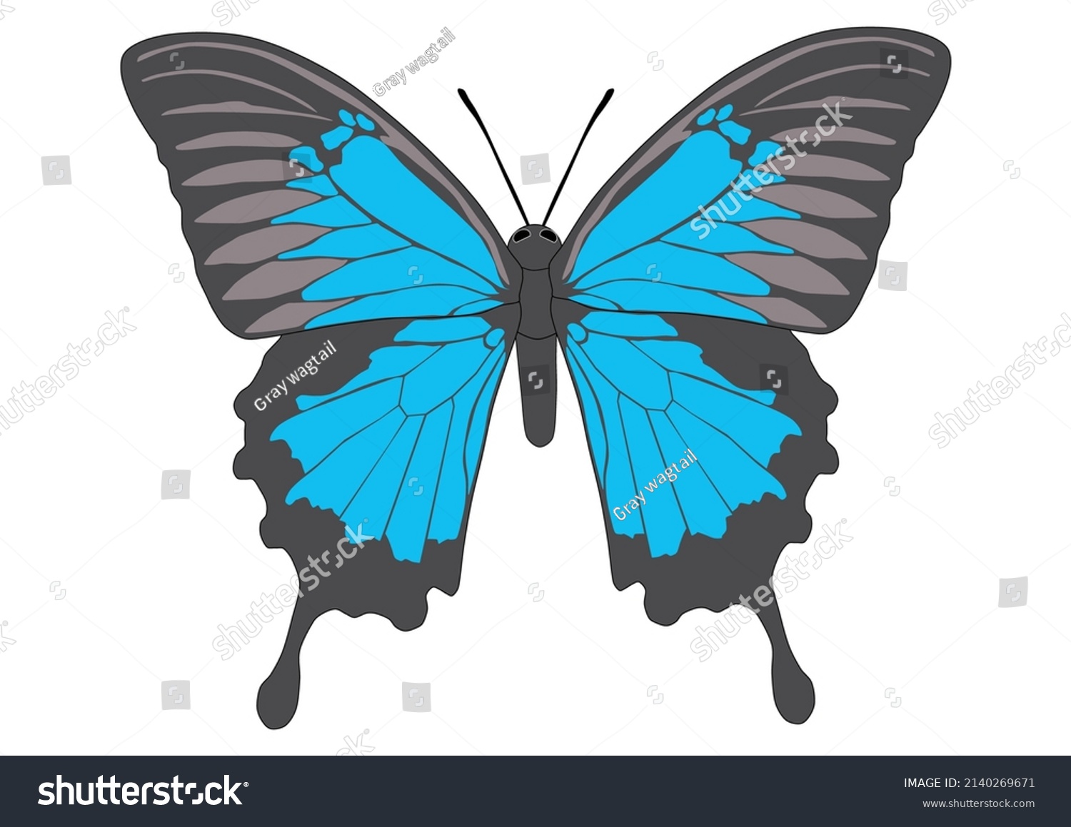 Vector Material Spread Wings Ulysses Butterfly Stock Vector (Royalty ...