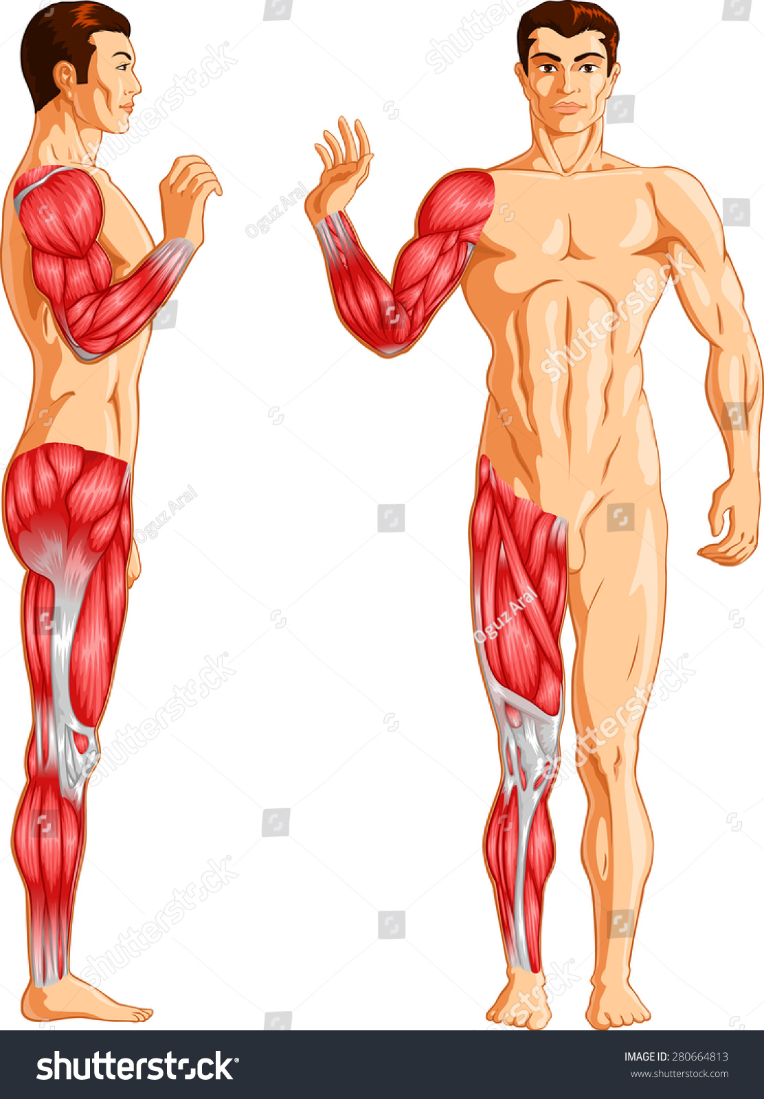 Vector Medical Illustration Human Limb Muscles Vector De Stock Libre De Regal As