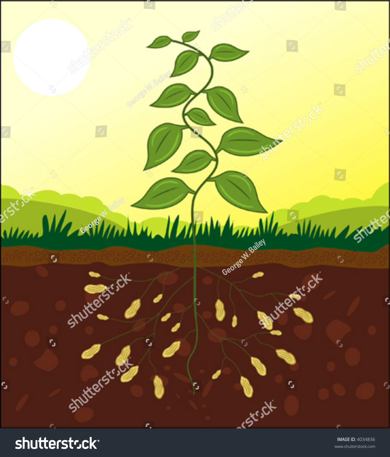 Vector Peanut Plant Stock Vector 4034836 - Shutterstock