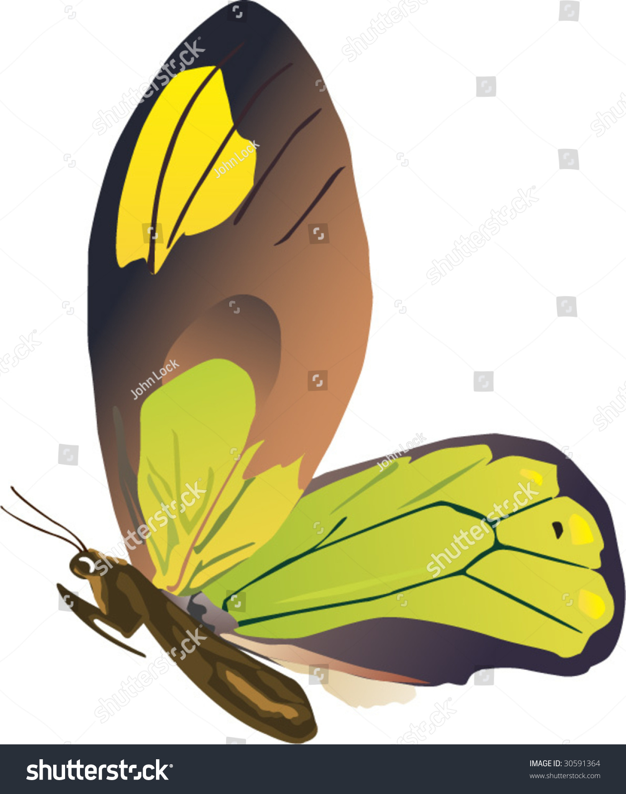 Vector Of Beautiful Flying Butterfly - 30591364 : Shutterstock