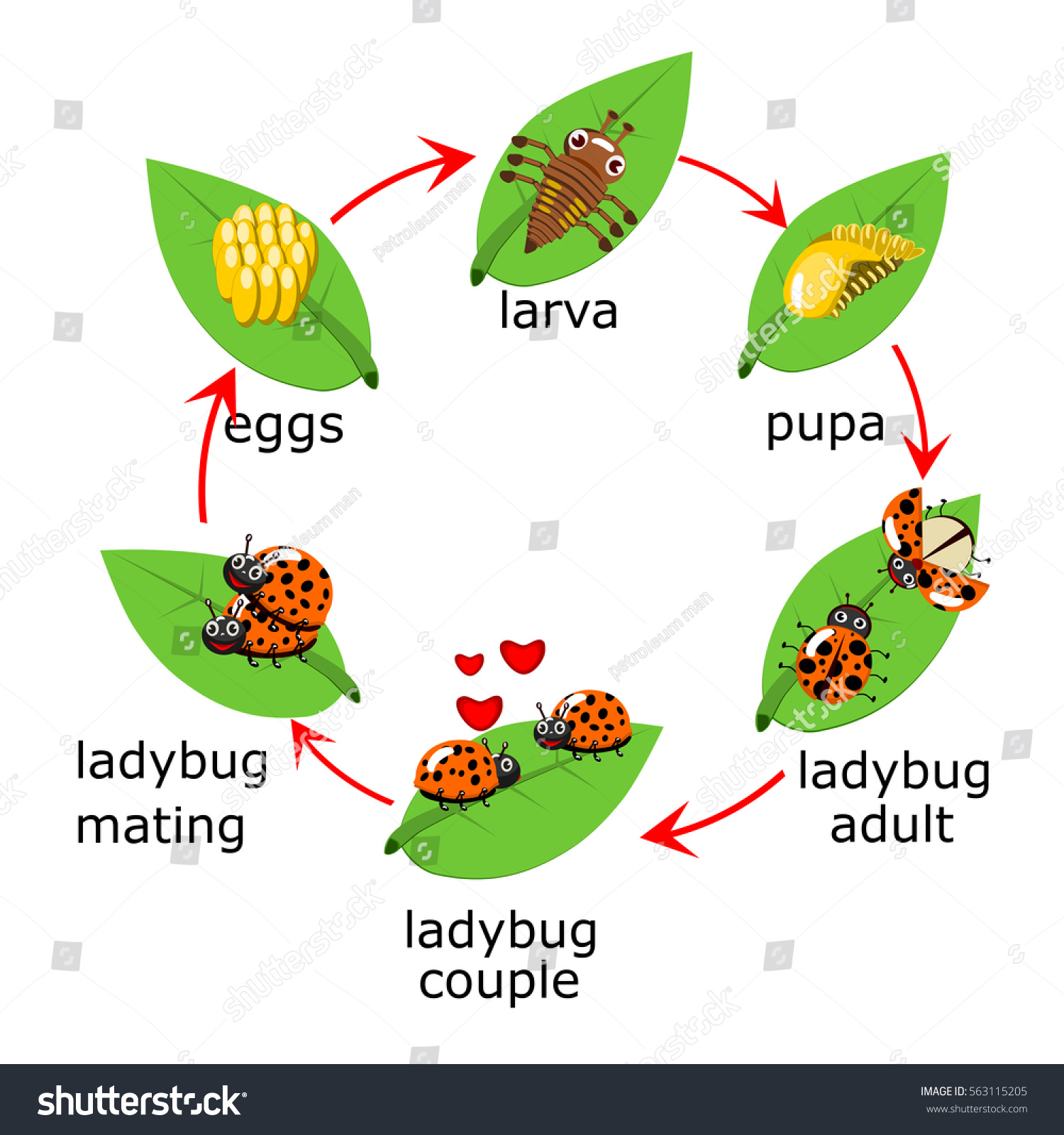 Vector Ladybug Life Cycle Kids Stock Vector (Royalty Free) 563115205