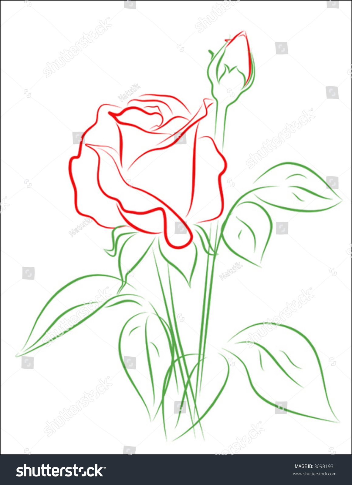 Vector Of Rose Outline - 30981931 : Shutterstock