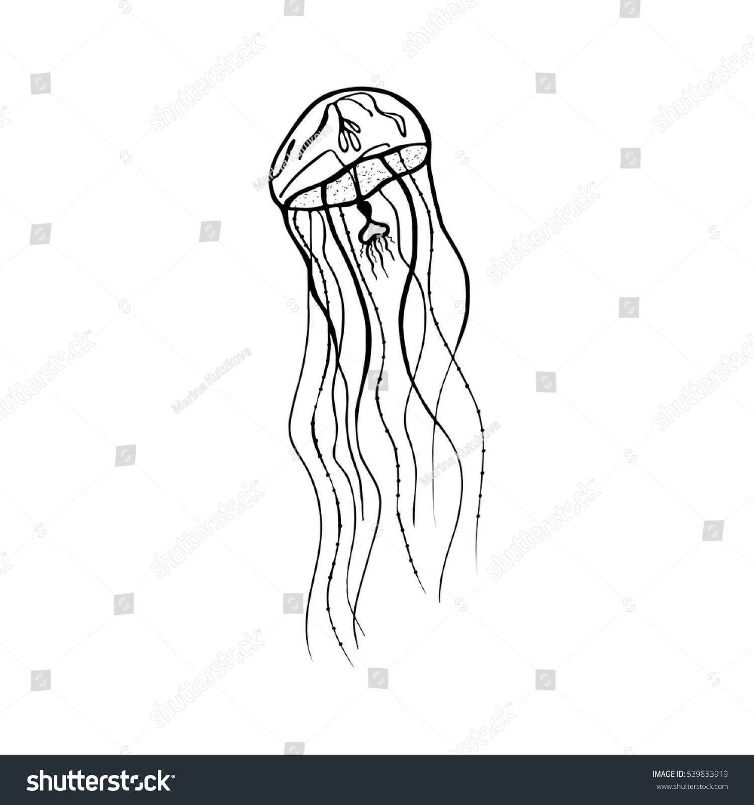 vector painting jellyfish medusa illustration isolated stock vector painting jellyfish medusa illustration isolated stock
